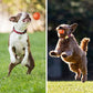 🔥 Dernier Jour −50%🐶 Balle Intelligente Automatique pour Chien – Résistante aux Morsures, Jouet Interactif d’Exercice