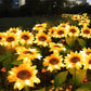 🌻 57% DE RÉDUCTION ! ☀️ Lampes Solaires Tournesol Étanches – Pétales Réalistes, IP65 & Allumage Automatique – 8–12 h d’Éclairage – Parfaites pour le Jardin ou la Terrasse 🌿✨🏡