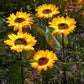 🌻 57% DE RÉDUCTION ! ☀️ Lampes Solaires Tournesol Étanches – Pétales Réalistes, IP65 & Allumage Automatique – 8–12 h d’Éclairage – Parfaites pour le Jardin ou la Terrasse 🌿✨🏡