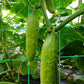 ⏳Spécial à durée limitée⏰Ttreille de jardin en A pour plantes grimpantes🍇🥒