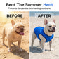 🐶 OFFRE LIMITÉE -50% ! ✨ Gilet Rafraîchissant pour Chien – Maille Respirante, Soulagement de la Chaleur, Animaux Actifs 🌊