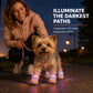 🐶 OFFRE LIMITÉE −50% ! ✨ Chaussures Respirantes pour Chien avec Lumières LED – Maintien Sécurisé, Visibilité Nocturne, Protection des Pattes 🌙